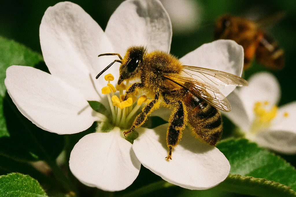Biene auf Apfelblüte