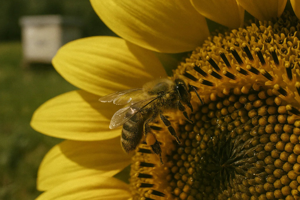 Biene auf Sonnenblume