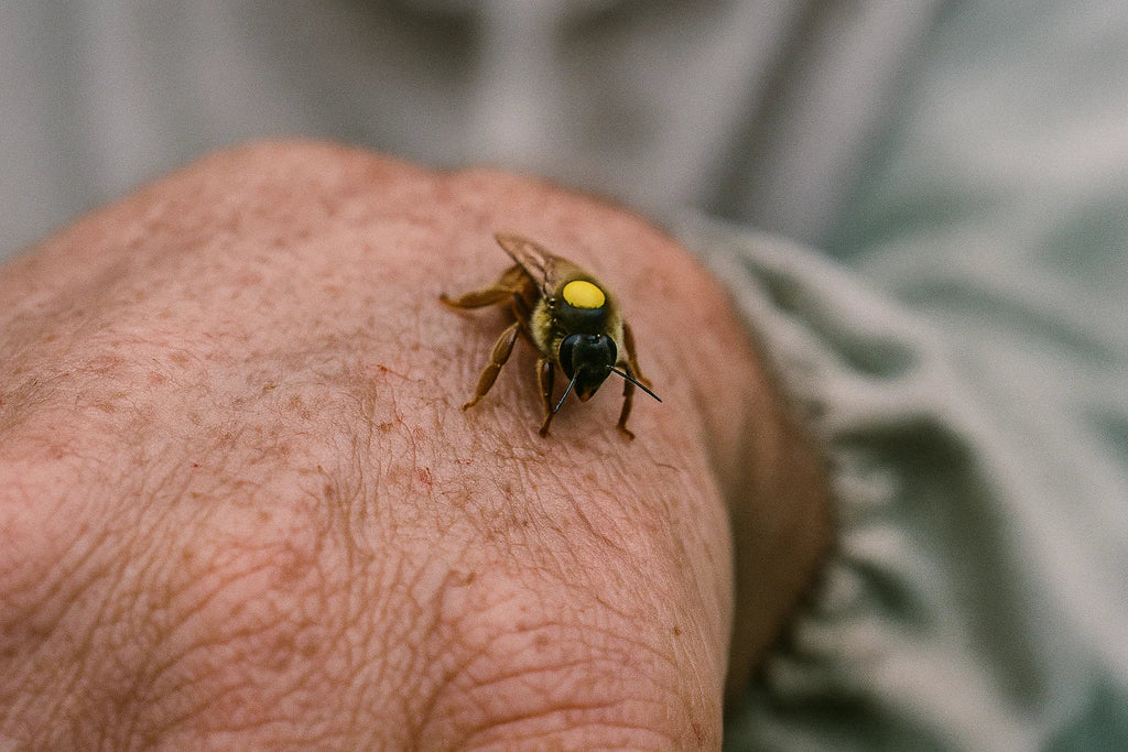 Bienenkönigin auf Imkerhand
