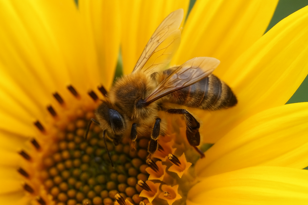 Dunkle Biene auf Sonnenblume