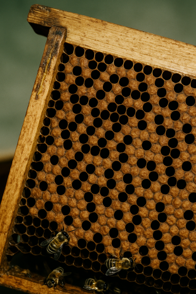 Die 4 häufigsten Brutkrankheiten bei Bienen neben der Varroose