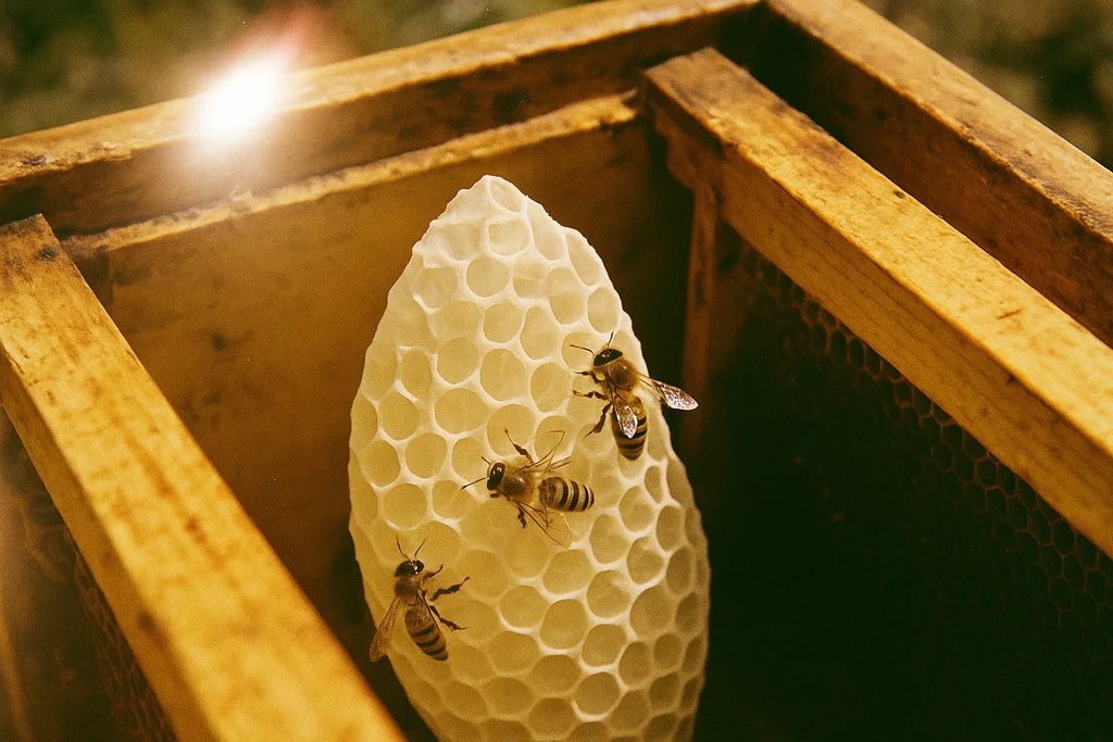 Wildbau im Bienenstock: Die besten Tricks, um ihn in den Griff zu bekommen